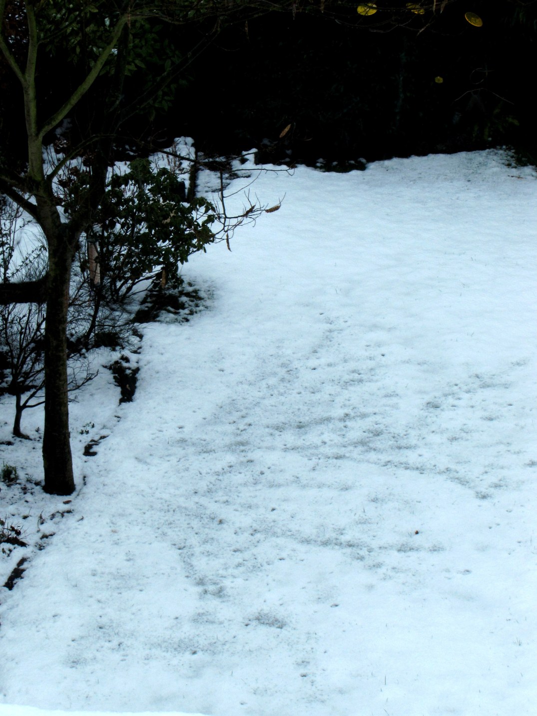 Tropfenbild einer Baumkrone im Schnee